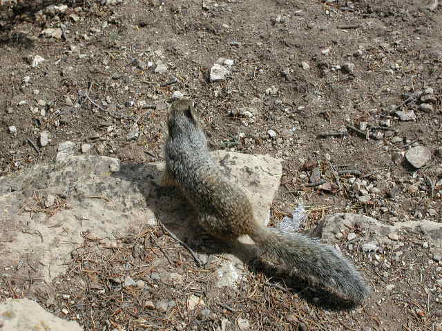 Scoiattoli londinesi. Sciurus carolinensis